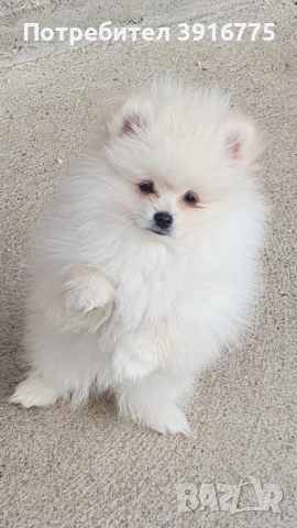 Померан 4-месеца, снимка 5 - Померан - 53490971