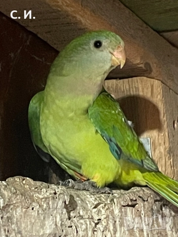 Млад барабанд 