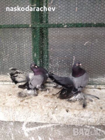 Магнитогорски руски гълъби , снимка 18 - Гълъби - 43151117