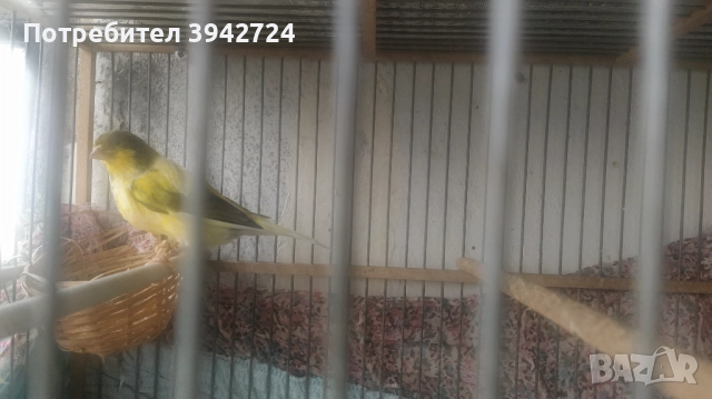 Продавам чисто Орфеев канар70@@ лвжълт,енска 60лв сива  на 2г.чифт мъжко и женско за 130в, снимка 1