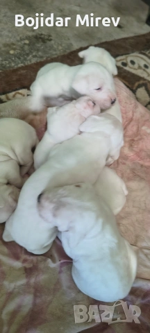 Дого Аржентино, снимка 4 - Дого аржентино - 53045596