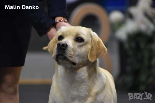 7 невероятни момичета , снимка 3 - Лабрадор ретривър - 52926654