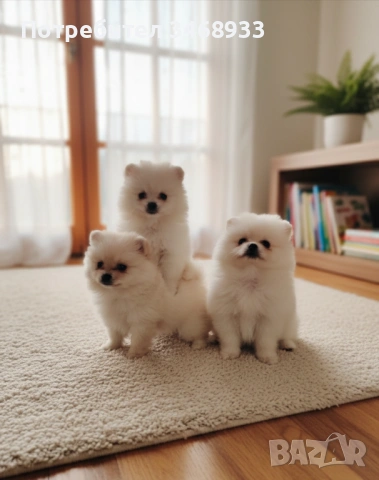 Померанчета на 50 дни, снимка 2 - Померан - 53024093