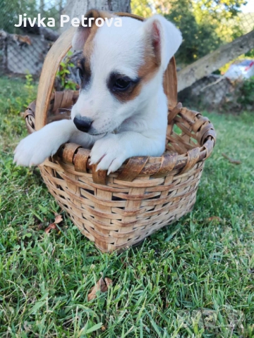 Джак ръсел териер , снимка 1