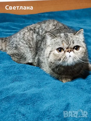 Екзотично късокосместо женско коте 🐈, снимка 3 - Персийска - 47058249