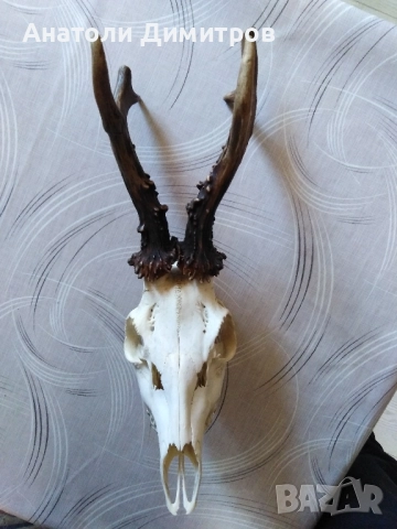 продавам трофей от сръндак , снимка 1