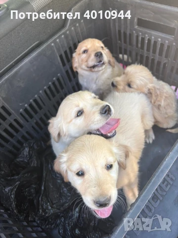 Глдън Ретривър, снимка 1