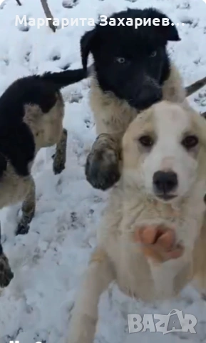 Кучета за пазачи на стада, снимка 2 - Други - 53458794