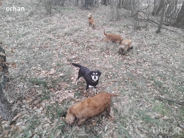 6 бр работещи кучета , снимка 6 - Кокер шпаньол - 53461757