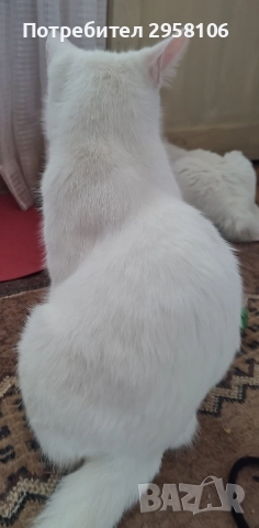 коте, снежно бяло момче, 8 мес., снимка 6 - Британска късокосместа - 51471264