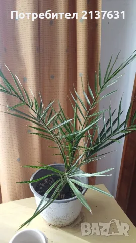 ФИНИКОВА КАНАРСКА ПАЛМА , снимка 4 - Стайни растения - 46580171