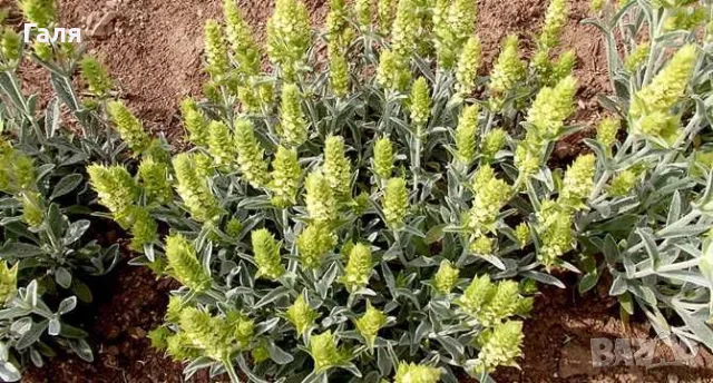 Продавам мурсалски чай