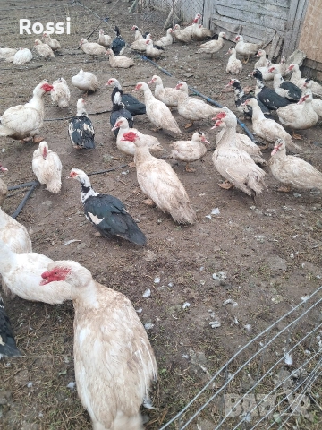 Неми патици, снимка 2 - Патици и гъски - 52865822