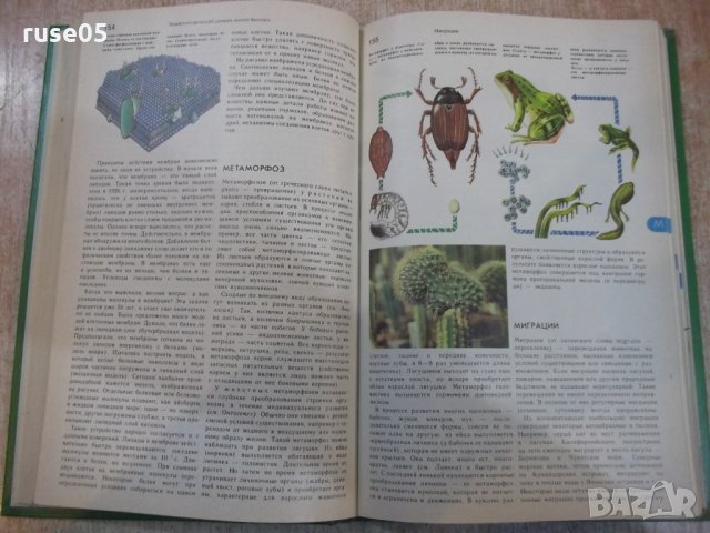 Книга "Энциклопедическ.словарь юного биолога-М.Аспиз"-352стр, снимка 5 - Енциклопедии, справочници - 27406959