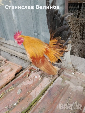 Продавам серама