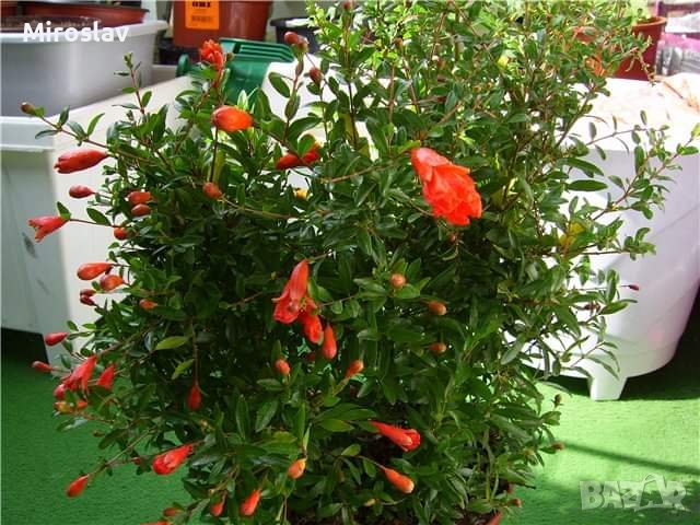 НАР - Punica Granatum , снимка 6 - Градински цветя и растения - 37093566