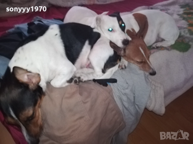 ПРОДАВАМЕ ДЖАК РЪСЕЛ-БЕБЕТА гр.ВИДИН 2809251916