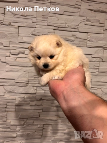 Померанчета