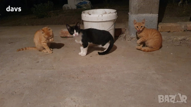 Малки котета – различни шарки, снимка 12 - Други - 51941131