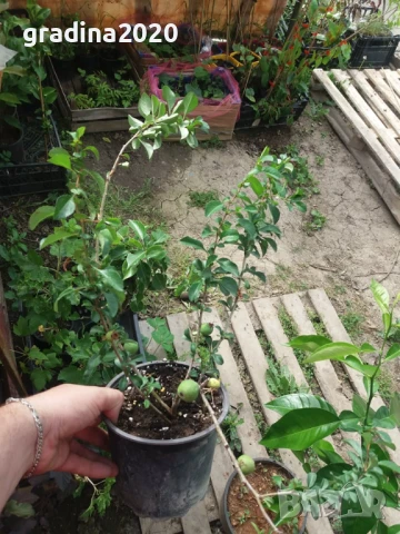 Японска дюля - Цидония  Налични 3 цвята, снимка 9 - Разсади - 41169718