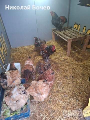 Яица за люпене от Кохен ,Брама,Орпингтон и Копринки