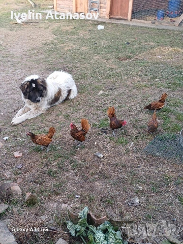 зибрайт , снимка 3 - други­ - 53022015