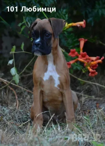 Немски боксери с родословие, снимка 7 - Боксер - 47449180