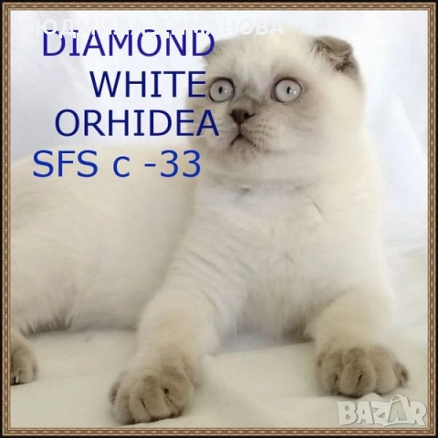 Шотландско момиче със сини очи. , снимка 10 - Британска късокосместа - 52646655