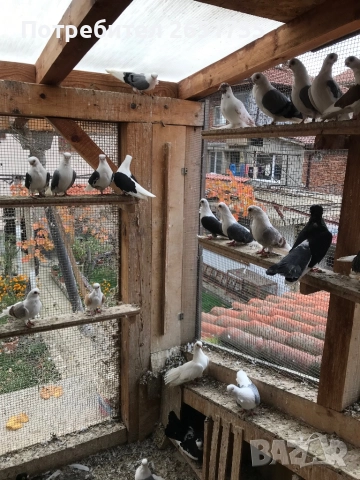 Гълаби, снимка 8 - Гълъби - 52166248
