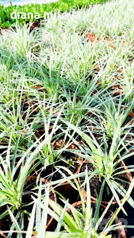 Лириопе Мускари, Liriope muscari 'Variegata', снимка 13 - Градински цветя и растения - 51899094