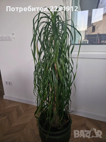 Две палми Цикас и Нолина , снимка 6 - Други - 53185325