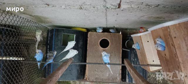 ТКБ Хеликоптери , снимка 3 - Папагали - 38350184