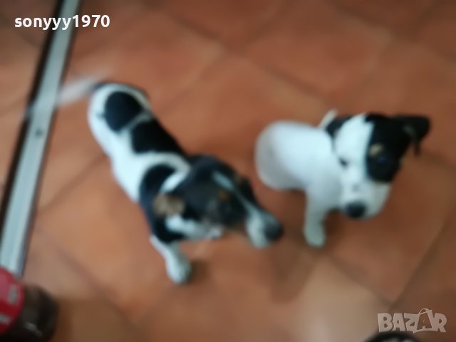 ДЖАКОВЕ СЛАДКИ КУЧЕНЦА 2405221953, снимка 6 - Джак ръсел териер - 36864415