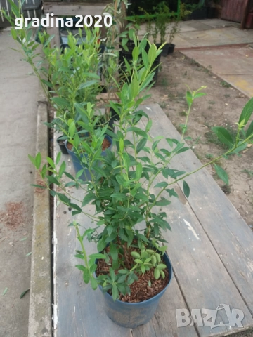 Боровинка - Разсад и замразен плод , снимка 7 - Градински цветя и растения - 27515105