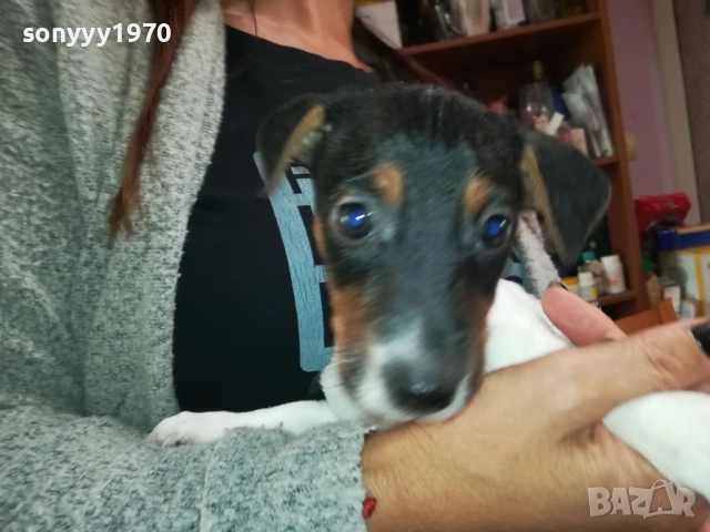 СЛАДКО ПАЛЕ ДЖАК РЪСЕЛ 250ЛВ ЗА БР 0210250814, снимка 4 - Джак ръсел териер - 51915549