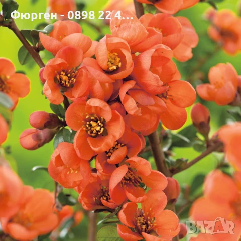 Японска дюля - Цидония  Налични 3 цвята, снимка 5 - Разсади - 41169718