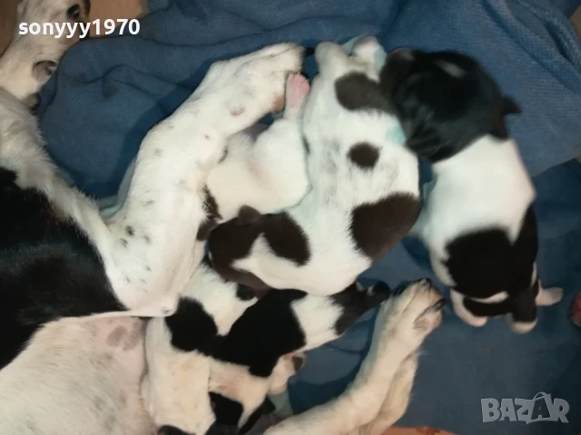 ДЖАК РЪСЕЛ-БЕБЕТА ПО 250ЛВ 1508251800, снимка 4 - Джак ръсел териер - 51378172