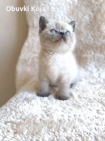 Последното момиченце в Хасково побързайте страхотен подарък за вашите любими