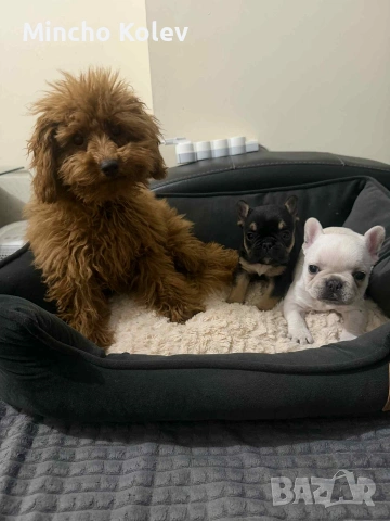 френски булдог , снимка 2 - Френски булдог - 53187558