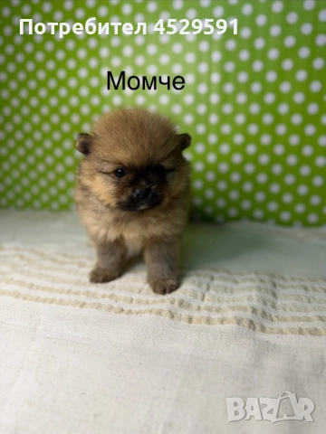 Померан померанче померанчета померани, снимка 5 - Померан - 52952674