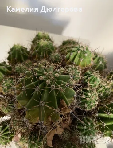 Цъфтящ кактус - 15лв., снимка 2 - Градински цветя и растения - 46681343