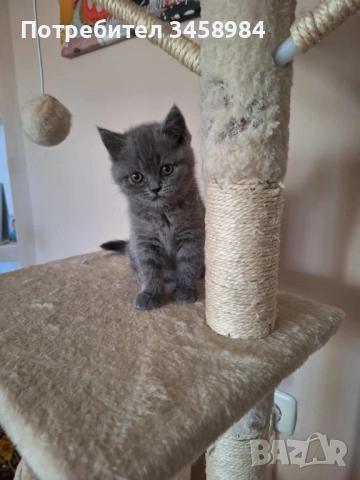 Британска късокосместа , снимка 1