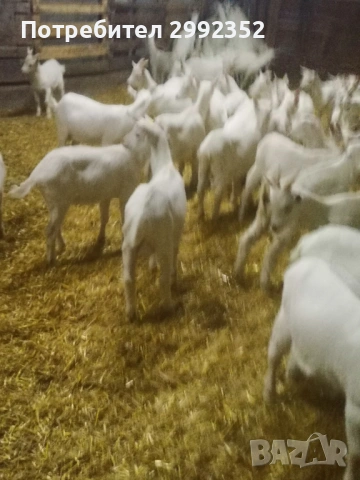 Saanski jenski i majki qrenca za damazlak, снимка 10 - Кози - 53540945