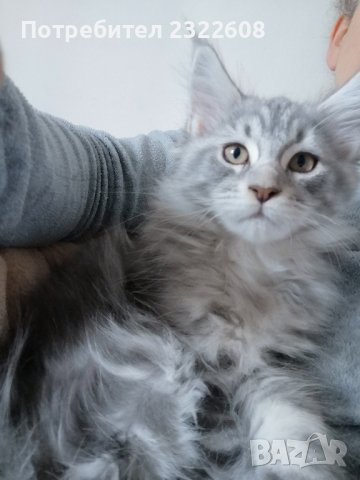 Коте от породата MAINE COON, снимка 2 - Мейн кун - 44071527