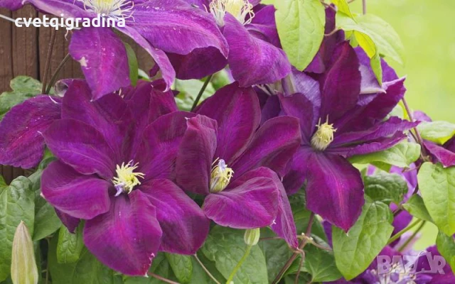 Clematis Monte Cassino (Клематис Монте Казино), снимка 2 - Градински цветя и растения - 50938616