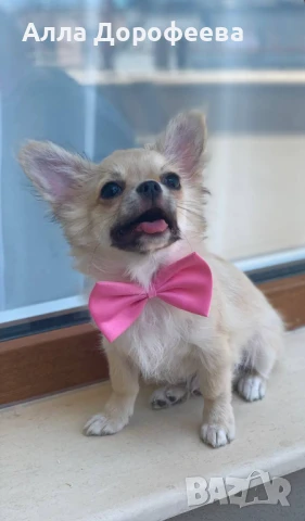 Момче чихуахуа , снимка 1