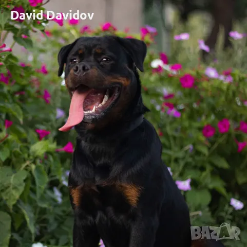 Ротвайлерчета По FCI Стандарт Ротвайлер, снимка 9 - Ротвайлер - 47602083