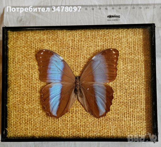 Пеперуда в рамка, снимка 3 - Картини - 43803782