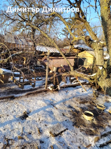  2 японски петлета джинки/5бр глухоням юрдек, снимка 3 - Патици и гъски - 53134150