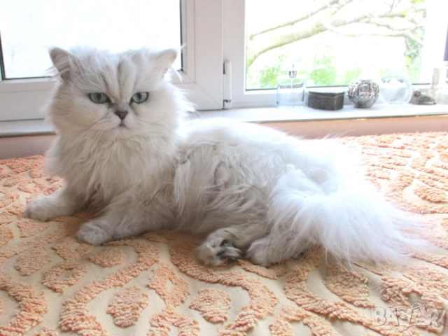 Сребърна чинчила, британска дългокосместа котка, коте, момиче, снимка 4 - Британска късокосместа - 51698402